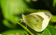 Small White (Pieris rapae)